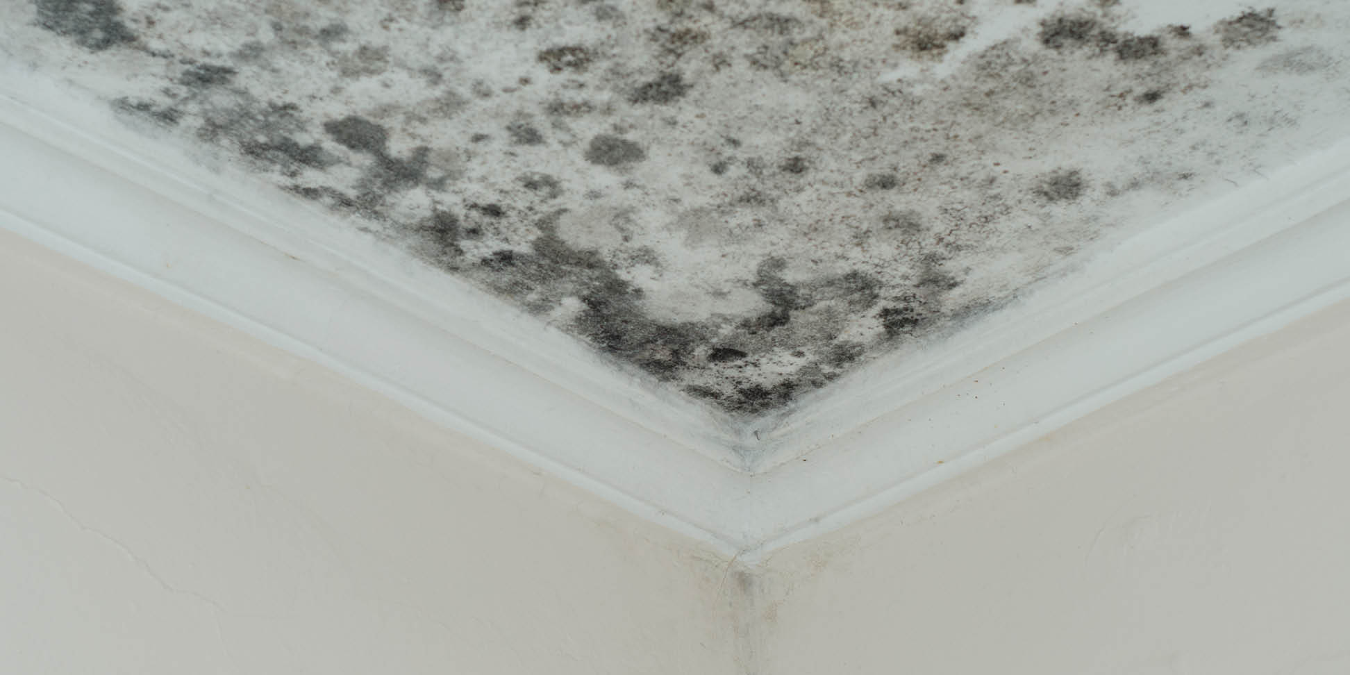 mold-removal